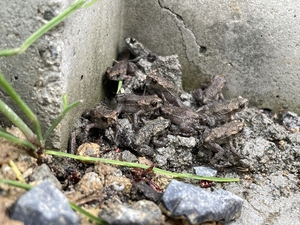 ‘새 보금자리 찾아’…황방산 새끼 두꺼비 대이동 시작