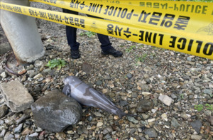 울산 연안서 멸종위기 ‘상괭이’ 사체 잇단 발견